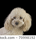 Apricot Medium Poodle Cutout 70998192