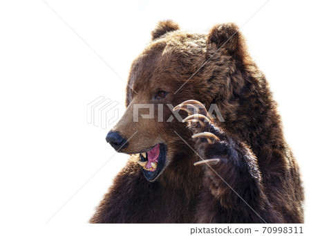 Taxidermy of a Kamchatka brown bear on white background 70998311