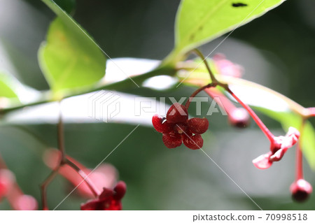紫may花 紫may花 70998518