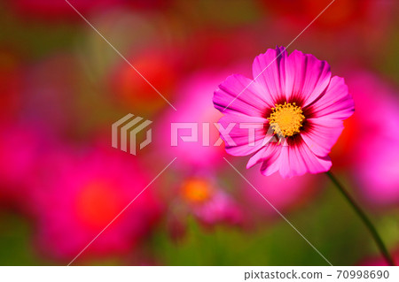 滋賀縣東近江市的波斯菊秋天，色彩，花朵[十月] 70998690
