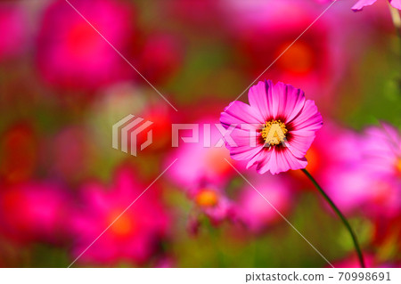 滋賀縣東近江市的波斯菊秋天，色彩，花朵[十月] 70998691