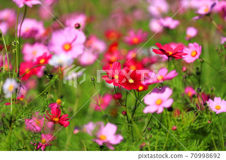 滋賀縣東近江市的波斯菊秋天，色彩，花朵[十月] 70998692