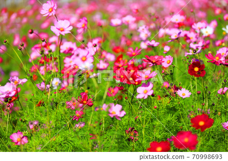 滋賀縣東近江市的波斯菊秋天，色彩，花朵[十月] 70998693