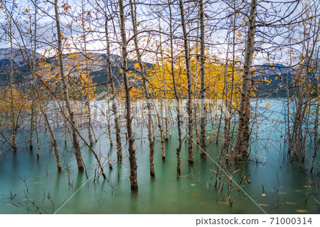Dried Birch Branches and fallen golden foliage on the emerald green water surface. Scenery view at Abraham lake shore in autumn season. Jasper National Park, Alberta, Canada. Dried Birch Branches and fallen golden foliage on the emerald green water surface. Scenery view at Abraham lake shore in autumn season. Jasper National Park, Alberta, Canada. 71000314