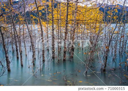 Dried Birch Branches and fallen golden foliage on the emerald green water surface. Scenery view at Abraham lake shore in autumn season. Jasper National Park, Alberta, Canada. 71000315