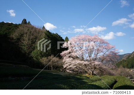 One cherry tree child One cherry tree child 71000413