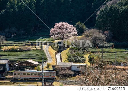 Ikko cherry tree Ikko cherry tree 71000525