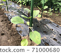 Eggplant seedlings Noguchi seedlings early-maturing black eggplant 71000680