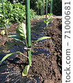 Eggplant seedlings Noguchi seedlings early-maturing black eggplant 71000681