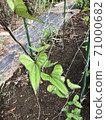 Yamato potato leaves 71000682