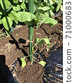 Eggplant seedlings Noguchi seedlings early-maturing black eggplant 71000683