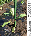 Eggplant seedlings Noguchi seedlings early-maturing black eggplant 71000684