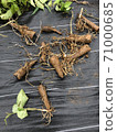 Yamato potato seed potato 71000685