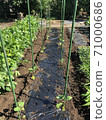 Eggplant seedlings Noguchi seedlings early-maturing black eggplant 71000686
