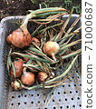 Onion harvest 71000687