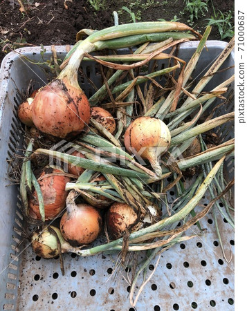 Onion harvest 71000687