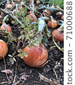 It's about time to harvest the onions 71000688