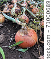 Big onion 71000689