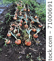 The onions are lined up neatly 71000691