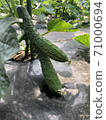 Cucumber cultivation, harvesting soon 71000694