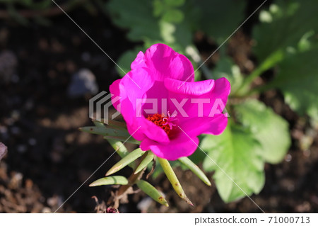 松葉按鈕的粉紅色花朵盛開在秋天的花床上 71000713