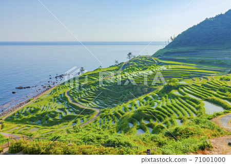 Shiroyone Senmaida on the Noto Peninsula at Shiroyonemachi, Wajima City, Ishikawa Prefecture 71001000