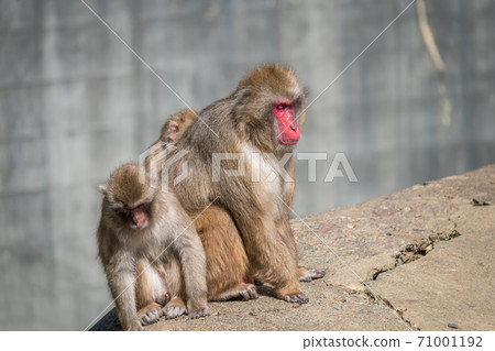 [Japanese macaques in Tama Zoological Park, where parents and children want to relax] 71001192