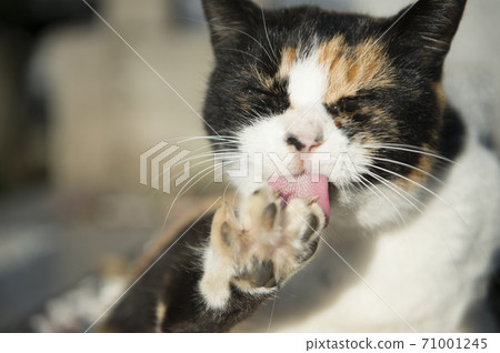 A stray cat licking its hind legs while being illuminated by the morning sun A stray cat licking its hind legs while being illuminated by the morning sun 71001245