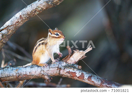 西馬里斯“野生動物” 71001821