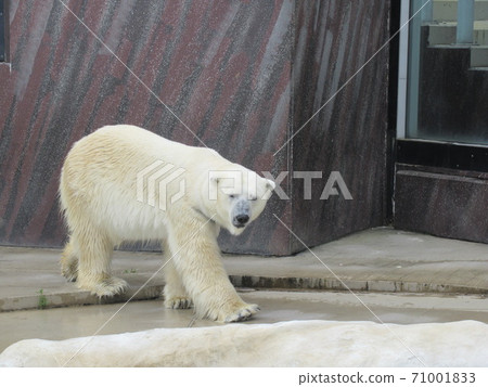 Polar bears Polar bears 71001833