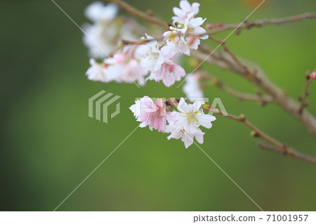 October cherry blossoms (winter cherry blossoms) October cherry blossoms (winter cherry blossoms) 71001957