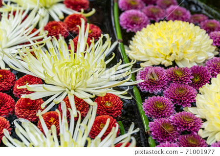 Vivid Hanatemizu (Kikutemizu) Nihonmatsu City, Fukushima Prefecture 71001977