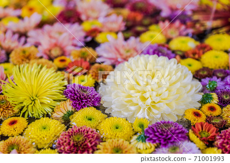 福島縣日本松市市花水清（Kikutemizu） 71001993