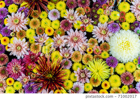 福島縣日本松市市花水清(Kikutemizu) 福島縣日本松市市花水清(Kikutemizu) 71002017