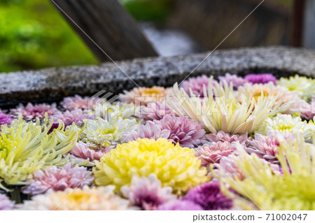 福島縣日本松市市花水清（Kikutemizu） 71002047