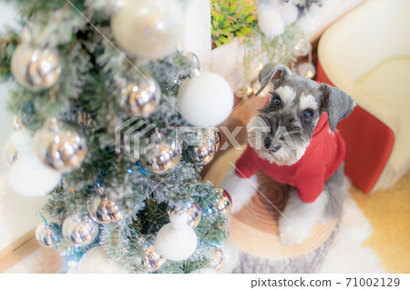 Dog staring at the Christmas tree Dog staring at the Christmas tree 71002129