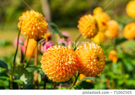 山形縣川西町大花iya 山形縣川西町大花iya 71002505