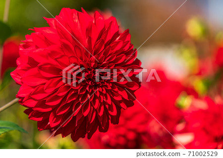 山形縣川西町大花iya 71002529