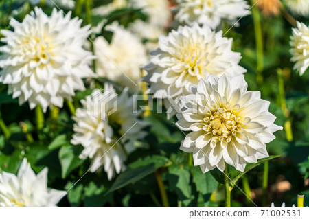 山形縣川西町大花iya 71002531