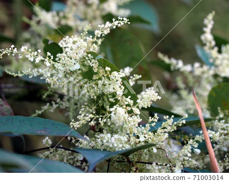 Japanese tree lilac flowers Japanese tree lilac flowers 71003014