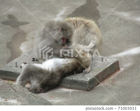 日本獼猴 71003031