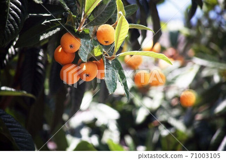 When the loquat fruit is ripe 71003105
