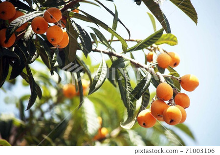 When the loquat fruit is ripe 71003106