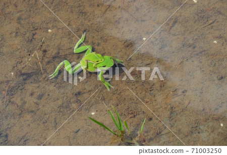 Male and female Schlegel tree frogs in spring rice fields Male and female Schlegel tree frogs in spring rice fields 71003250