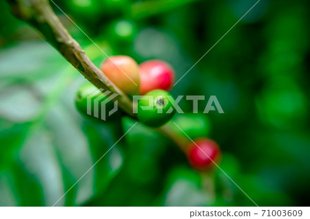 Close up bean coffee on tree in nature 71003609