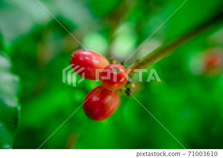 Close up bean coffee on tree in nature 71003610