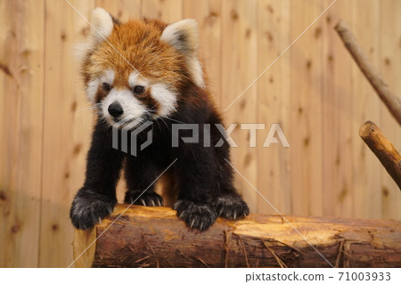 Cute red panda in cactus park 71003933