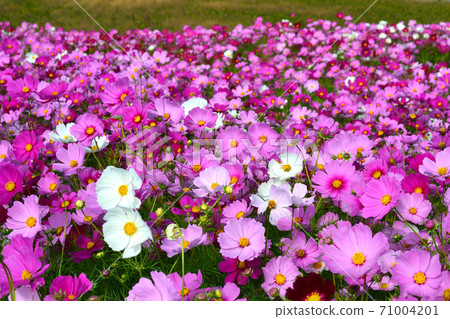 A cosmos field in full bloom that blooms beautifully A cosmos field in full bloom that blooms beautifully 71004201