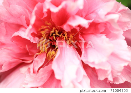 桃紅色樹牡丹花 71004503