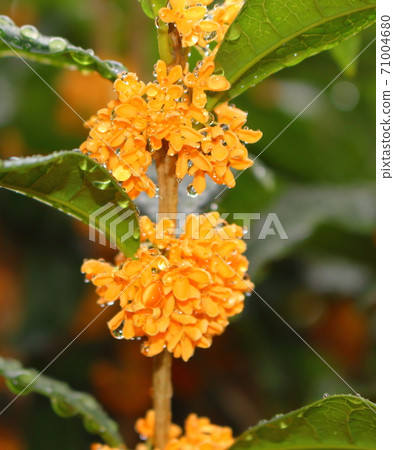 被水弄濕的神木犀牛花 被水弄濕的神木犀牛花 71004680